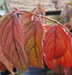 Viburnum plicatum Mariesii