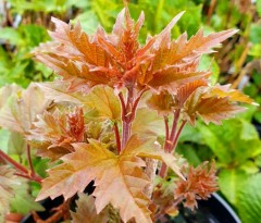 Viburnum sargentii Onondaga