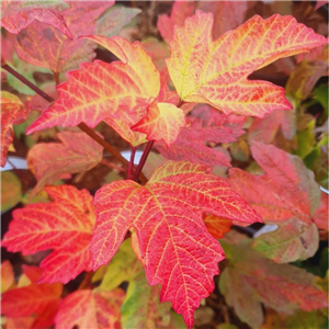 Viburnum opulus Compactum