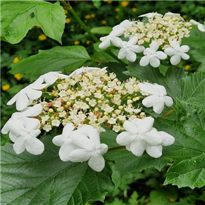 Viburnum opulus Compactum