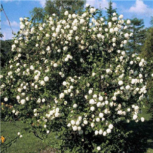 Viburnum opulus Sterile (Roseum)