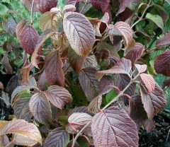 Viburnum plicatium Lanarth