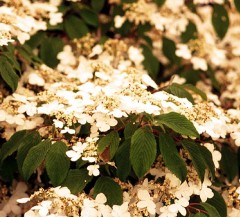 Viburnum plicatium Lanarth