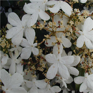 Viburnum plicatium Nanum Semperflorens