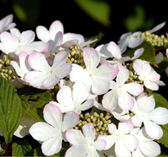 Viburnum plicatium Pink Beauty