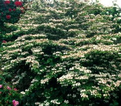 Viburnum plicatium Pink Beauty