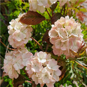 Viburnum plicatum Rosace