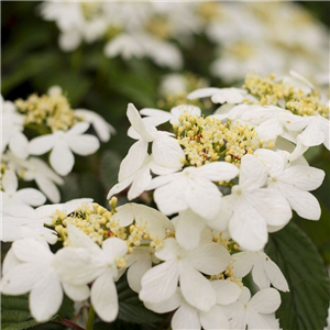 Viburnum plicatum St. Keverne