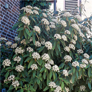 Viburnum rhytidophylloides