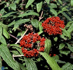 Viburnum rhytidophylloides