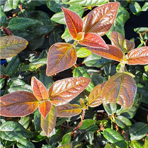 LOvely new variety with white flowers and purple-bronxe new shoots