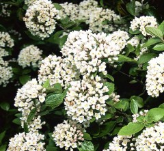 Viburnum burkwoodii