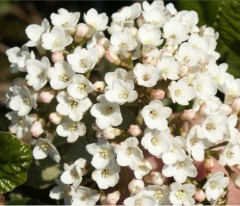 Viburnum burkwoodii