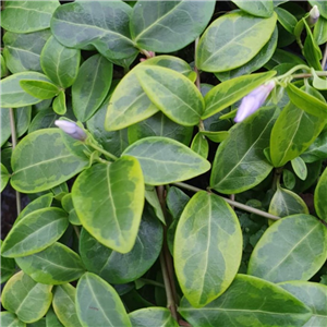 Vinca minor Blue and Gold