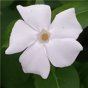 Vinca difformis Greystone form