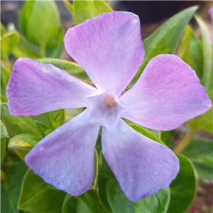 Vinca major maculata