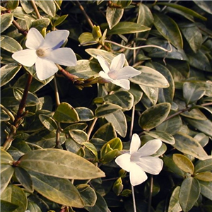 Vinca minor Alba Aureovariegata