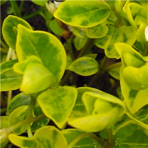 Vinca minor Aureovariegata