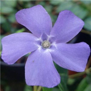 Vinca minor Bowles Variety