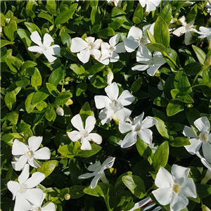 Vinca minor Gertrude Jekyll