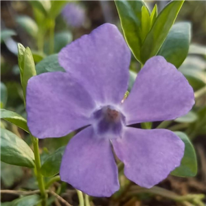 Vinca minor La Grave