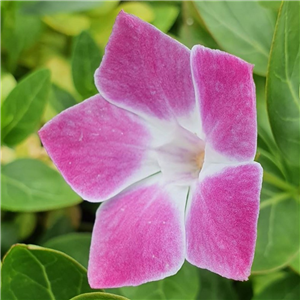 Vinca difformis Ruby Baker