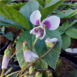 Viola Alice Whitter, white flowers with purple centres and purple veins to the edge of the petals