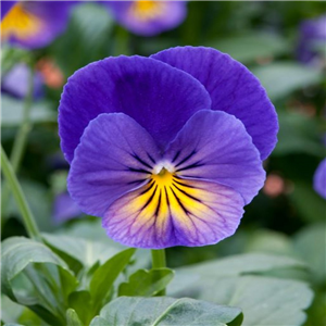 Viola Celestial Northern Lights