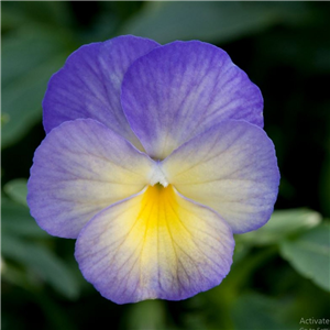 Viola Starry Nights