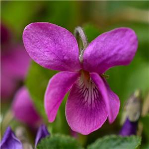 Viola odorata Miracle Classy Pink