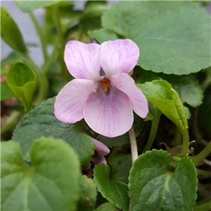 Viola odorata Ellie