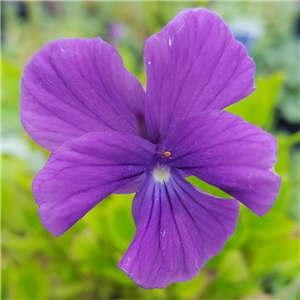 Viola Huntercombe Purple