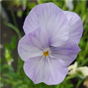 Viola Myfanwy