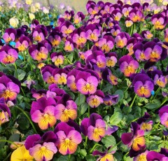 Viola Celestial Northern Lights