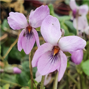 Viola odorata Admiral Avellan