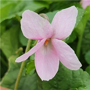 Viola odorata Doreen