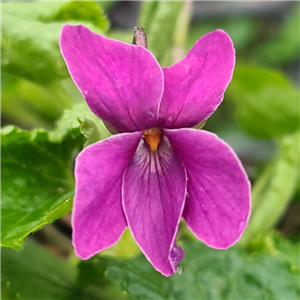 Viola odorata Fred Morey