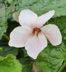 Viola odorata Isabella