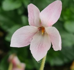 Viola odorata Isabella