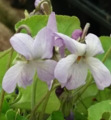 Viola odorata Kerry Girl