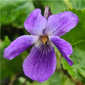 Viola odorata Lees Blue