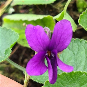 Viola odorata Miracle Classy Blue