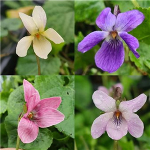 Viola odorata mixed seedling 5 for £5