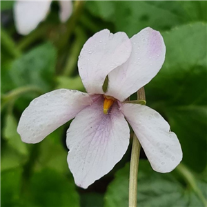 Viola odorata pale pink