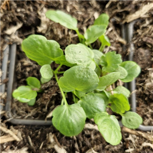 Winter Violas seedlings per 15