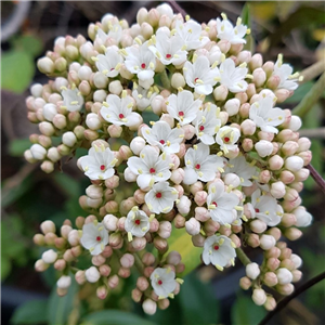 Viburnum pragrense