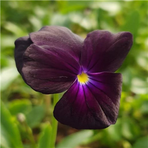 Viola cornuta Roscastle Black