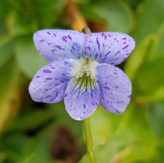 Viola soraria Dark Freckles