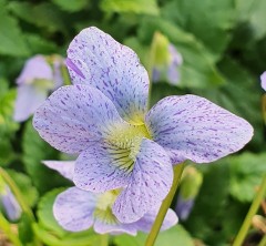 Viola soraria Dark Freckles