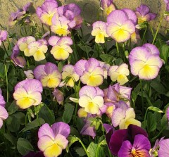 Viola Starry Nights